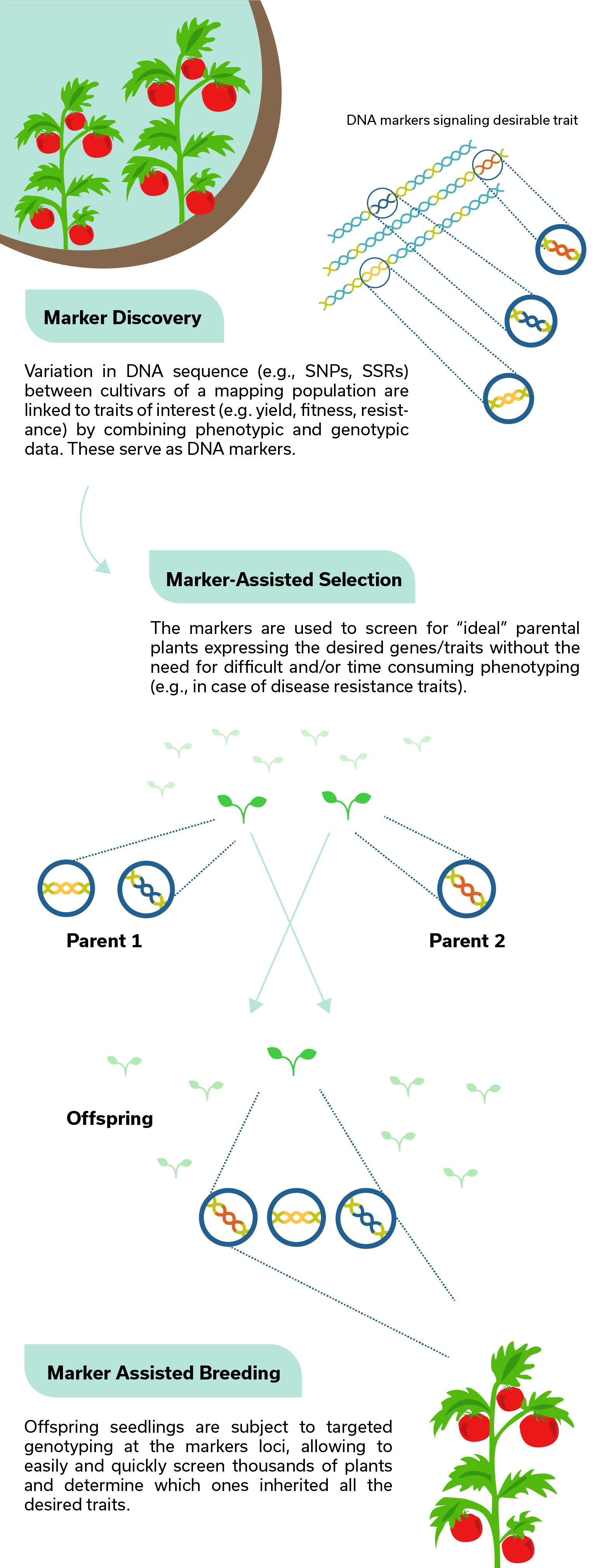 Infographic describing process of marker assisted selection in plants